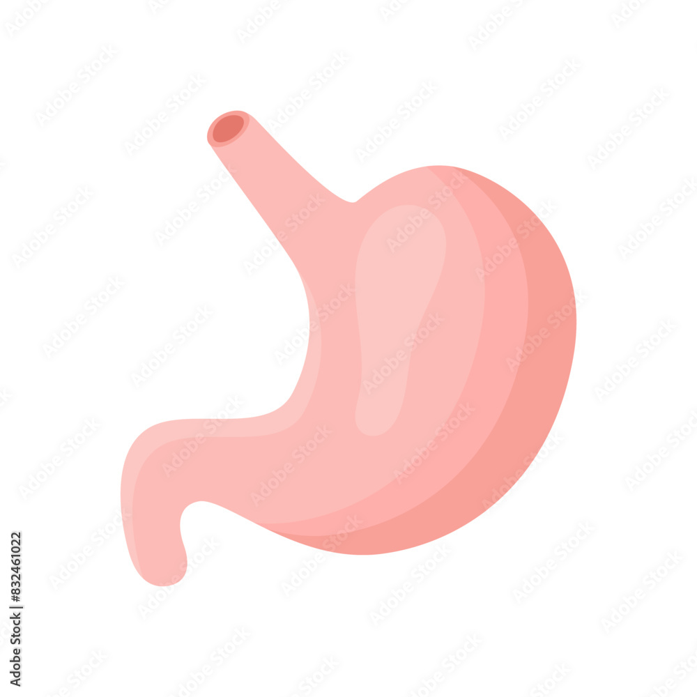 Stomach Flat Vector Design Isolated Artwork on white Background Stomach Flat Vector Design Isolated Artwork on white Background