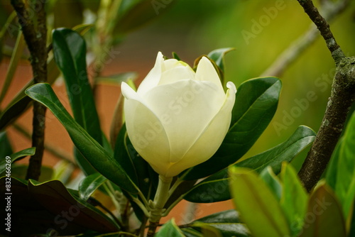 Close-up of Magnolia grandiflora blooming on a tree