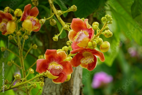 Shorea robusta flowers bloom on the tree