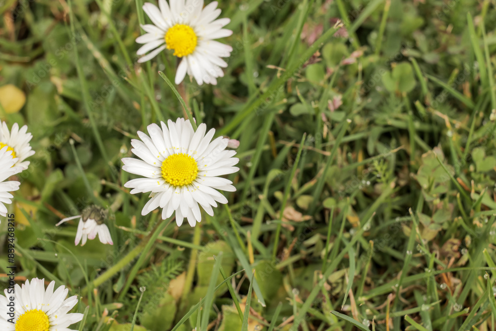 White and yellow daisy flowers in a grass field on a sunny day. Daisies in nature. White and yellow daisy flowers in a grass field on a sunny day. Daisies in nature.