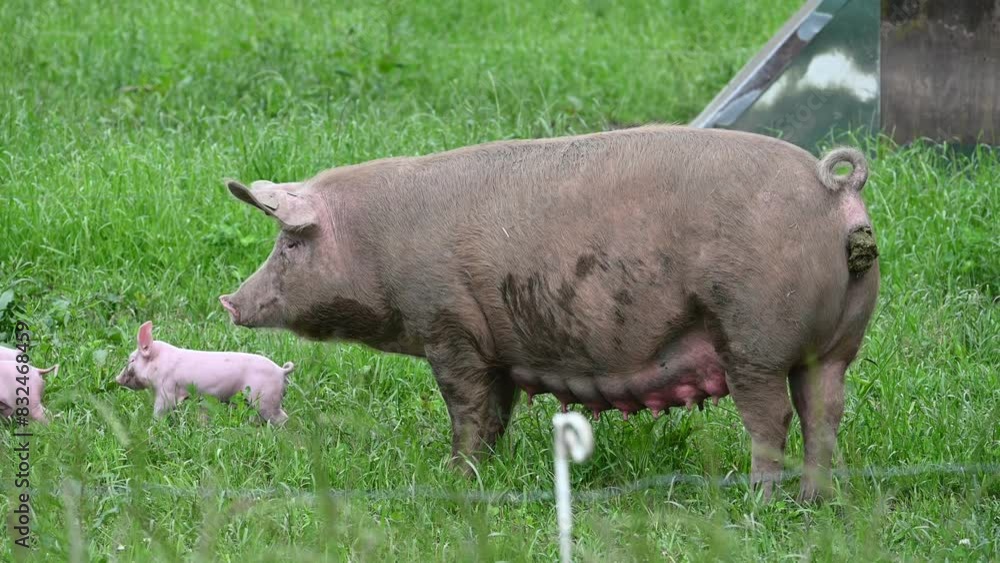 Pigs and piglets at a eco friendly farm in Germany Pigs and piglets at a eco friendly farm in Germany