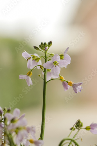 Close up of pink Pentecostal flower on a blurry background. Selective focus on lilac purple flowers. photo