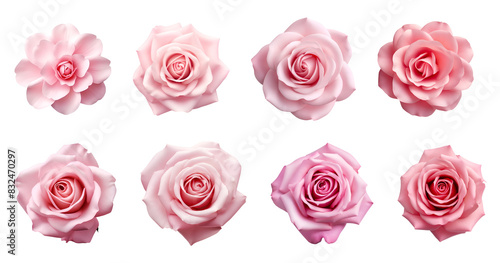 Fototapeta Naklejka Na Ścianę i Meble -  8 variation of pink roses isolated on transparent background, pastel colors, png file, cut-out, clipping path, floral, flowers petals, petal, 