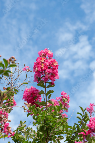 Close up of Lagerstroemia indica (Resedá) flowers . photo