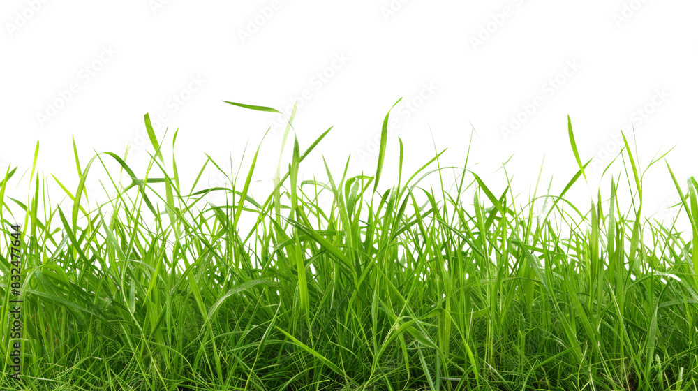 grass line grass line
