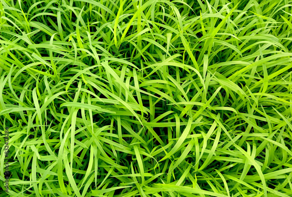 Green grass abstract background. View from above. Natural green grass leaves with insect bite marks. Green grass abstract background. View from above. Natural green grass leaves with insect bite marks.