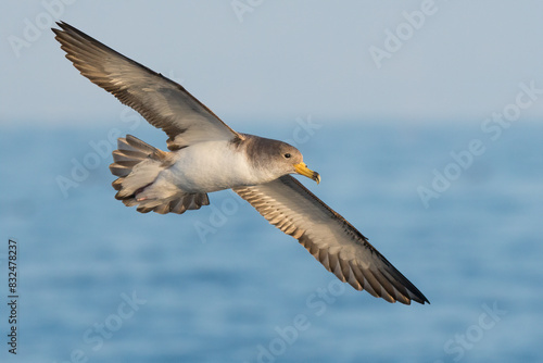 Scopoli's Shearwater (Calonectris diomedea) in flight. photo