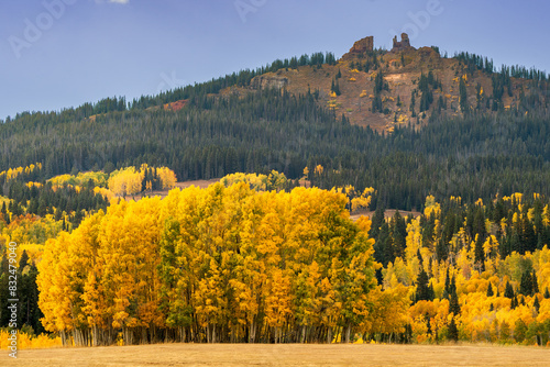 grove of yellow leaves Aspen trees with rabbit ears pass in the background, Steamboat Springs Colorado