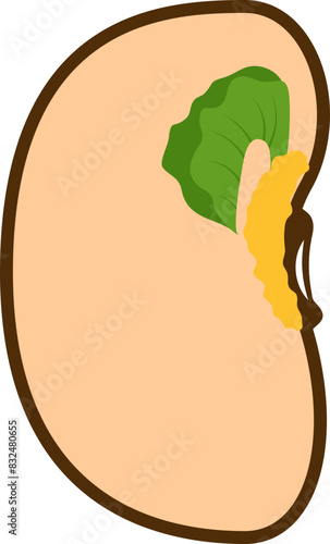 Bean Seed Internal Cross Section Illustration