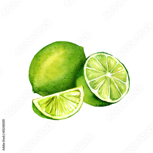 watercolor lime, half of lime and slice, hand drawn illustration fresh green lime, sketch of summer fruit for cocktail, refreshing drinks and tequila, white background