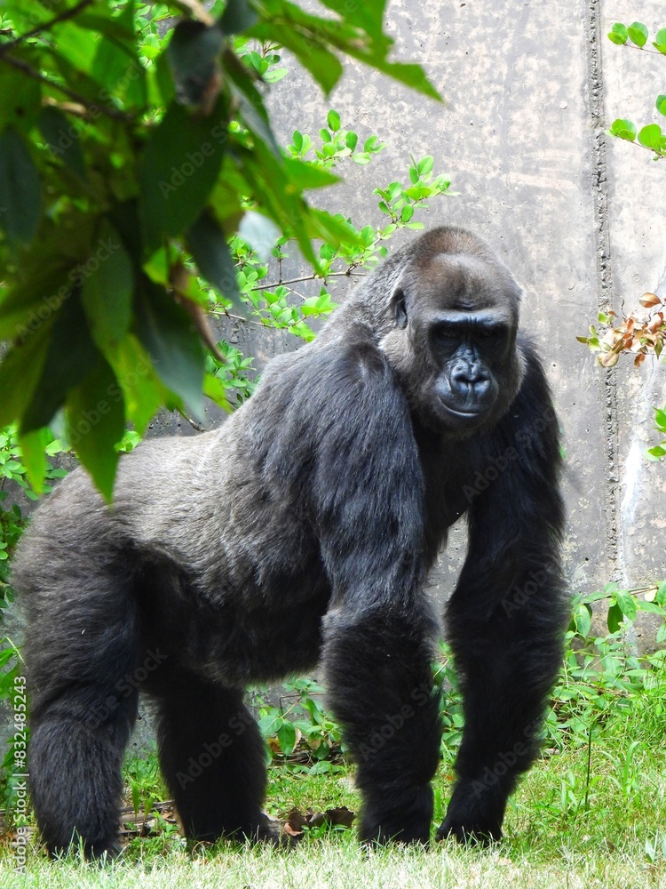 Naklejka premium Gorilla Portrait