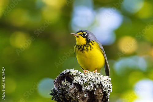 Canada Warbler