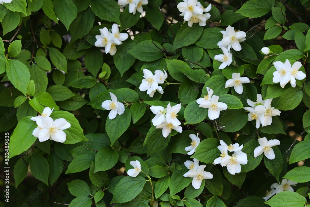 Naklejka premium shrub with dark green leaves and white flowers. concepts: spring activities or nature appreciation, gardening websites or articles, plant care guides, marketing for garden centers or plant nurseries.