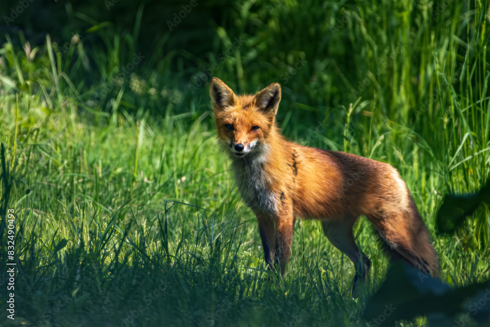 Red Fox Red Fox