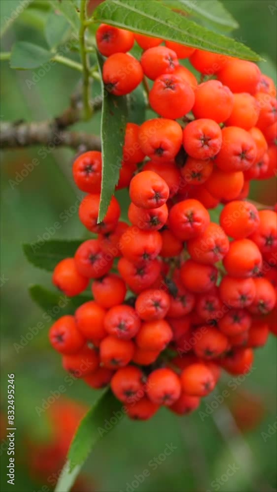 Ripe Rowan Berries on Tree Branch. Vertical.
Ripe Rowan Berries on Tree Branch. Vertical.