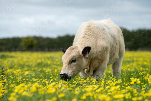 Regenerative Farming in Australia: Herding Cows, Grazing Sustainable in australia photo