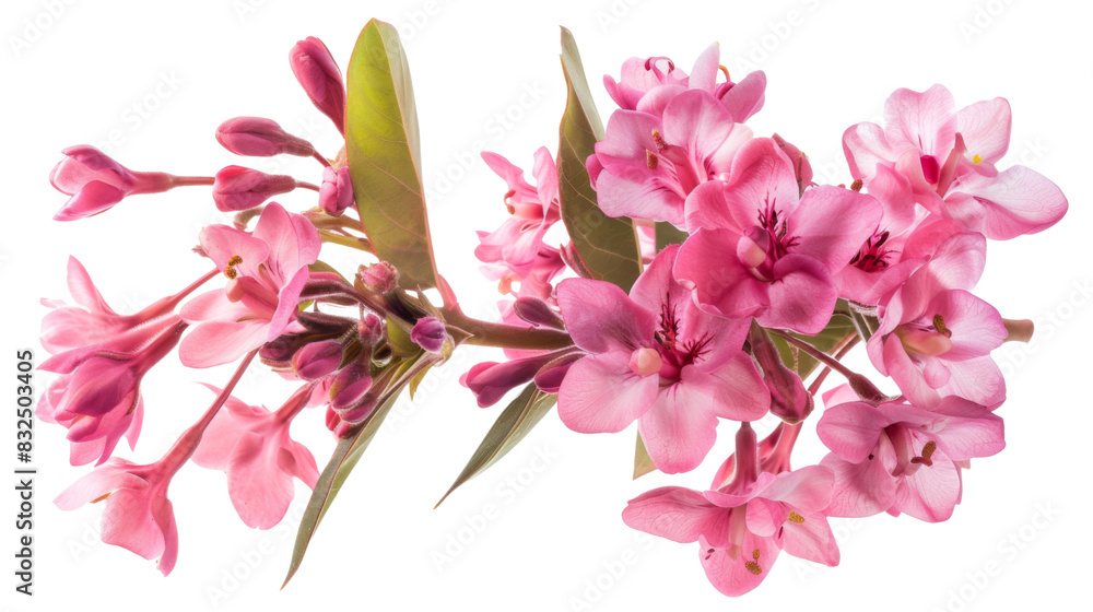 Flower blossom plant Flower blossom plant