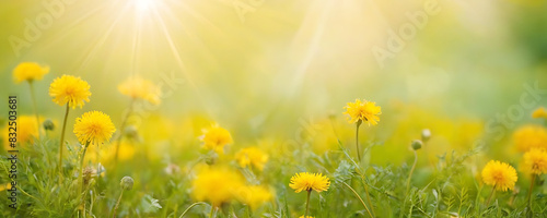 A field of vibrant yellow dandelions bathed in warm sunlight. Perfect for spring promotions, nature-themed designs, or projects promoting happiness and optimism.