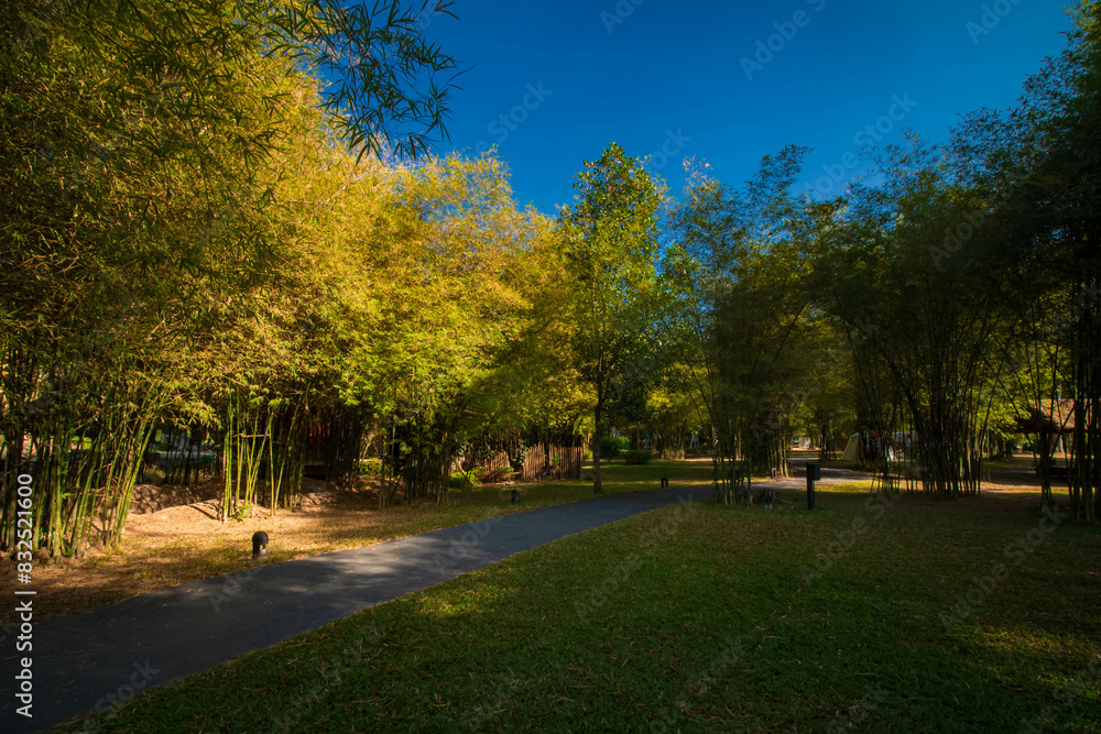 Autumn Park Path Amidst Bamboo Trees and Roads at camping in Saraburi, Thailand. Autumn Park Path Amidst Bamboo Trees and Roads at camping in Saraburi, Thailand.