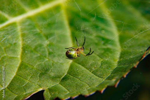 Small Green Spider on Leaf