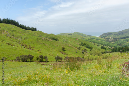 Green fields on typical New Zealand farm.