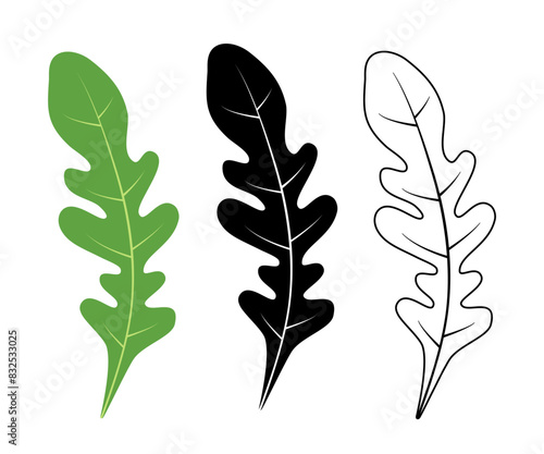 A set of arugula, isolated leaves on a white background. Rucola vector contour and color image, green arugula grass, flat vector icon