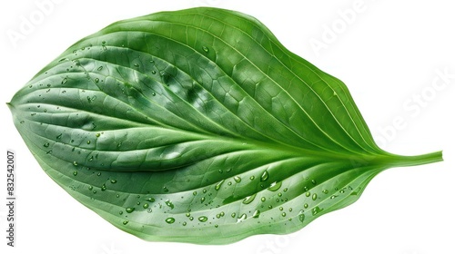 Tranquil Hosta Leaf A Dicut PNG Isolated on a White Background Illuminated by Natural Light