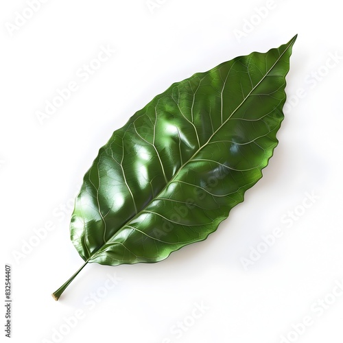 Cherry Laurel Leaf  with Glossy Green Surface photo