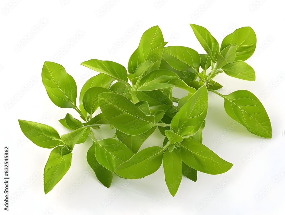 Vibrant D Rendering of Oregano Leaves on White Background Vibrant D Rendering of Oregano Leaves on White Background