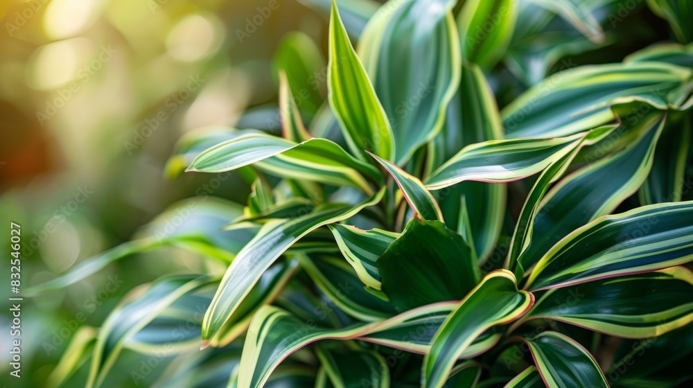 Fototapeta premium A Dracaena plant with its distinctive rededged leaves known for combating pollutants like formaldehyde.