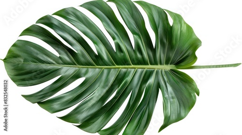 Arenga Palm Leaf in Natural Light Highlighting its Tropical Elegance photo