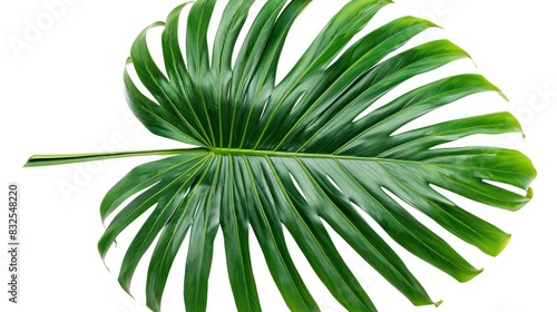 Arenga Palm Leaf in PNG Dicut Style Isolated on White Background photo