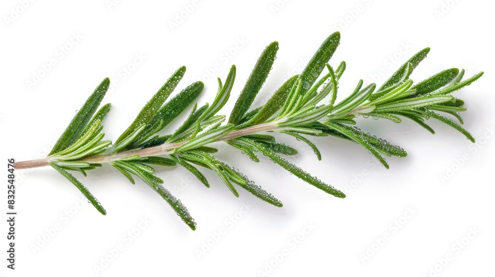 Rosemary Leaf in Isolated PNG Dicut Style for Culinary and Healing Purposes