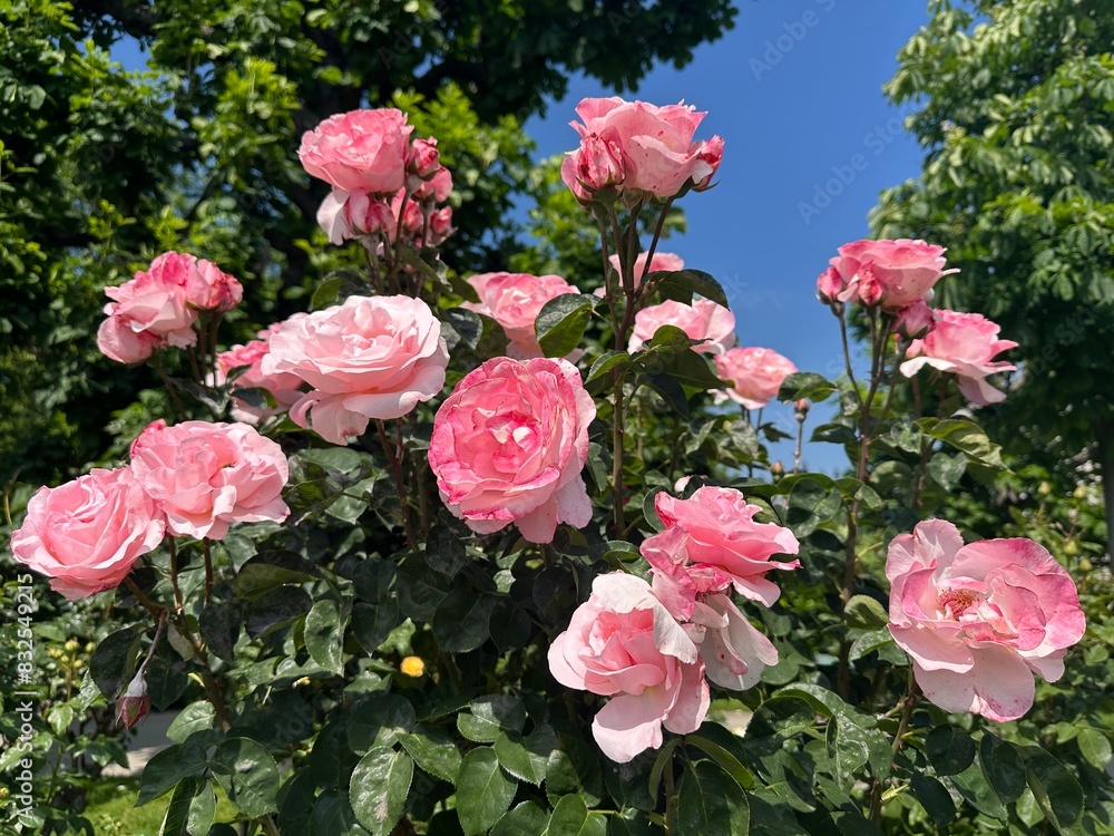 pink roses in a garden. Blue sky  background. The Volksgarten park with Rose Garden. Vienna, Austria, May 13, 2024 