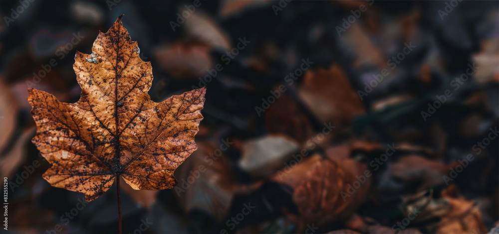 brown leaves