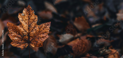 Obraz na płótnie
brown leaves w salonie