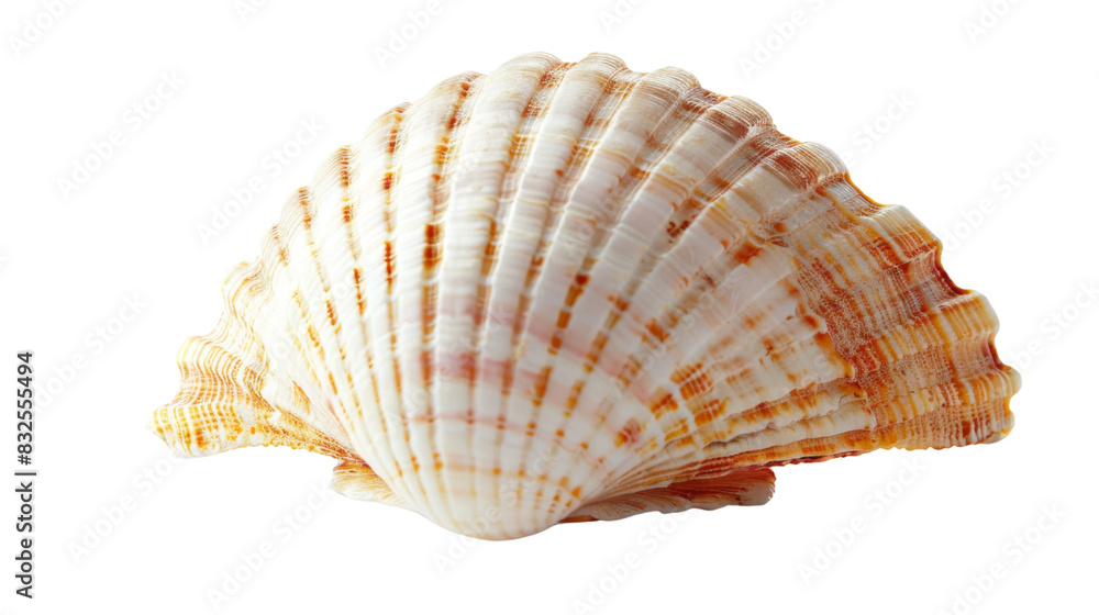 Ocena shell Ocena shell