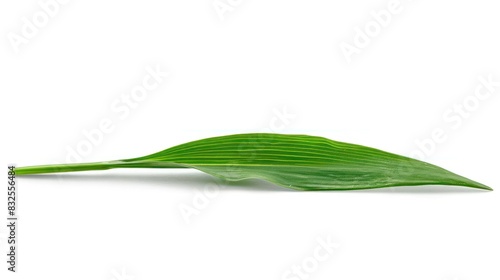 Fresh Chive Leaf Isolated on White Background Basking in Natural Light