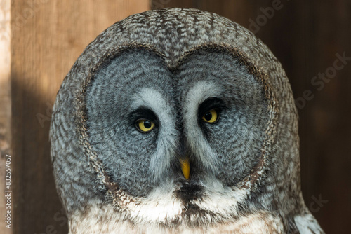 Quadro su tela Enigmatic Gaze: The Nocturnal Majesty of a Grey Owl in its Natural Habitat, Capt