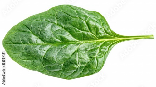 Fresh Isolated Spinach Leaf Basking in Natural Light