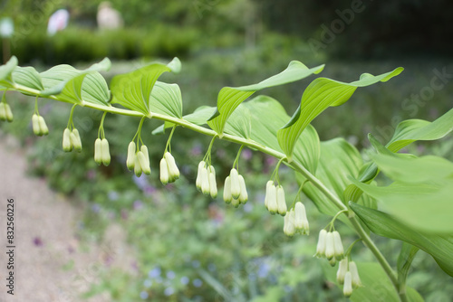 Solomon's Seal growing in the Hermannshof Gardens in Weinheim, Germany. photo