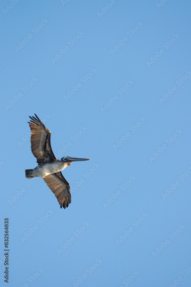 Obraz premium pelican flying with a background