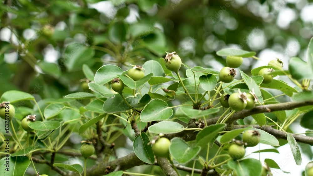 Ripening green fruits of a wild pear in the wild on an uncultivated tree branch close up Ripening green fruits of a wild pear in the wild on an uncultivated tree branch close up