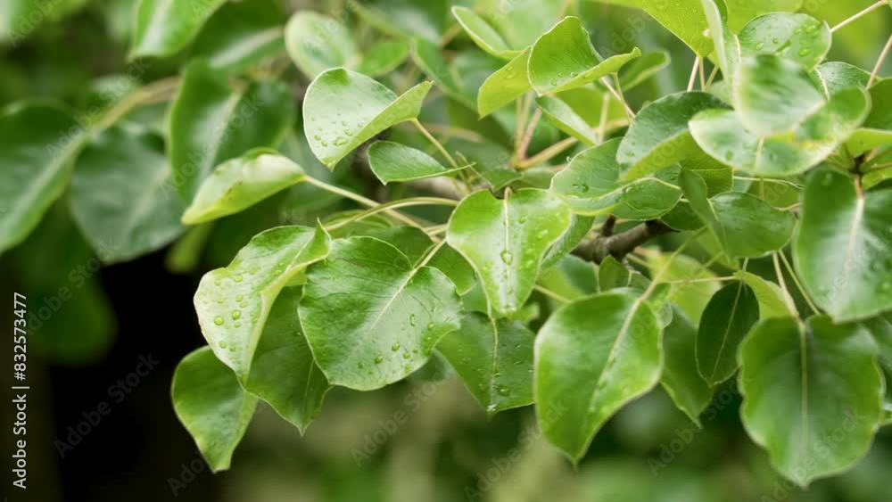 Close up of green leaves of wild pear trees swaying in the wind in an farm orchard. Spring leaf in daytime Close up of green leaves of wild pear trees swaying in the wind in an farm orchard. Spring leaf in daytime