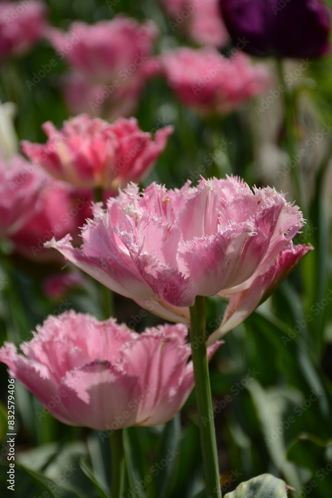 Pink and purple varietal tulips in a flowerbed Pink and purple varietal tulips in a flowerbed
