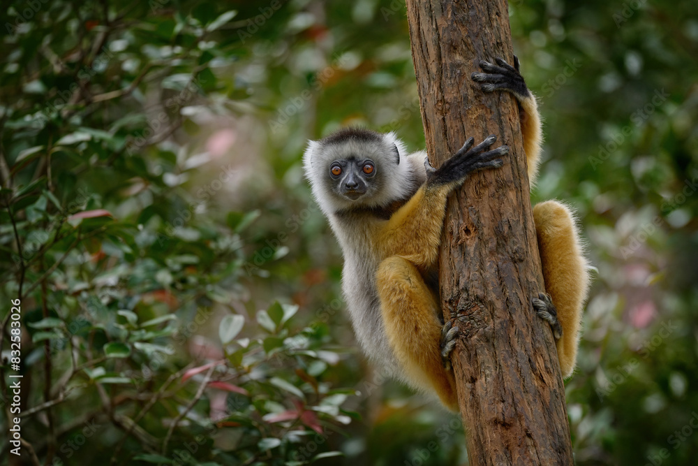 Fototapeta premium Diademed sifaka, Propithecus diadema, monkey in green grass forest in Andasibe Mantadia NP, Madagascar. Lemur in the nature habitat. Sifaka on the tree, sunny day. Wildlife Madagascar, lemur on tree.
