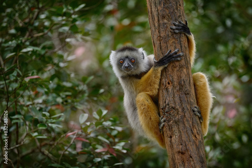 Diademed sifaka, Propithecus diadema, monkey in green grass forest in Andasibe Mantadia NP, Madagascar. Lemur in the nature habitat. Sifaka on the tree, sunny day. Wildlife Madagascar, lemur on tree.
