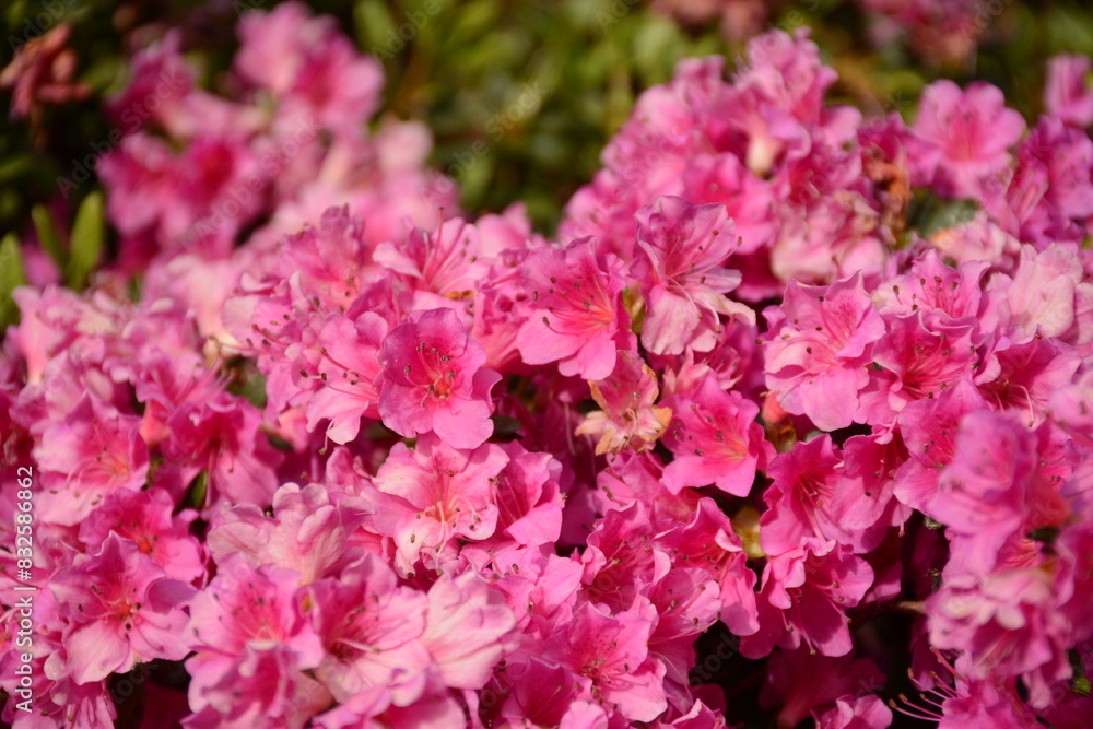 Large blooming pink rhododendron bush in the park Large blooming pink rhododendron bush in the park