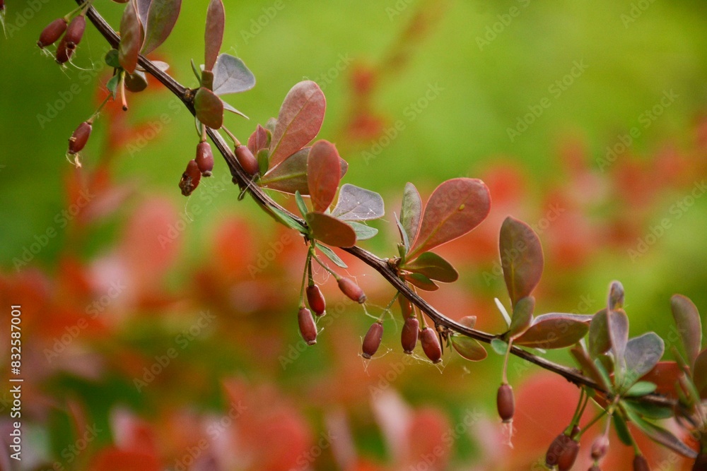 Branch of decorative barberry with small fruits Branch of decorative barberry with small fruits