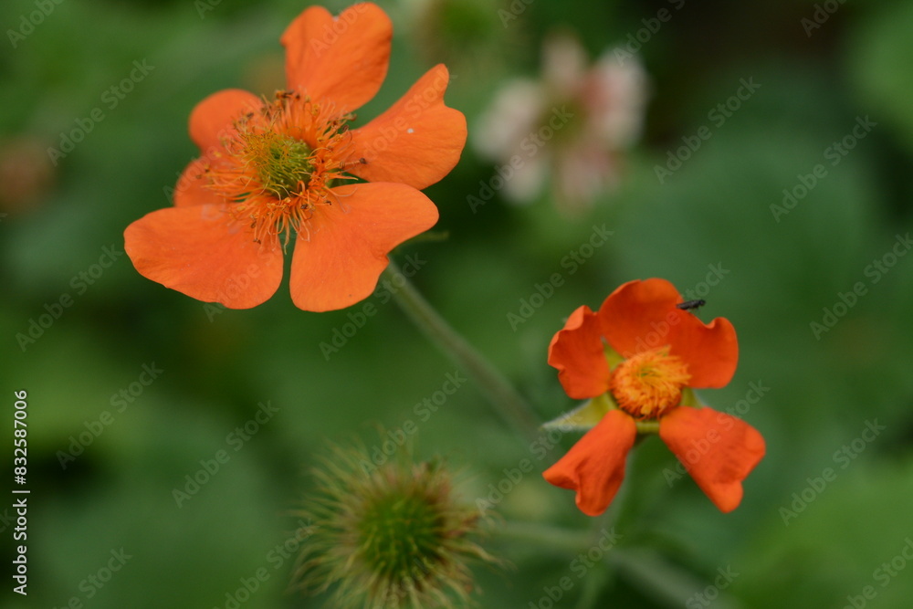 Orange flowers of Chilean gravilate (geum chiloense), the plant grows in the wet Alps and subalpine meadows Orange flowers of Chilean gravilate (geum chiloense), the plant grows in the wet Alps and subalpine meadows